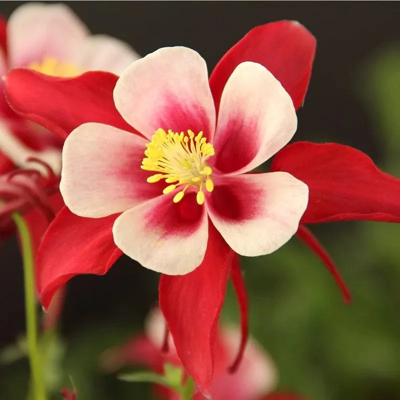 Columbine Collection - Image 4