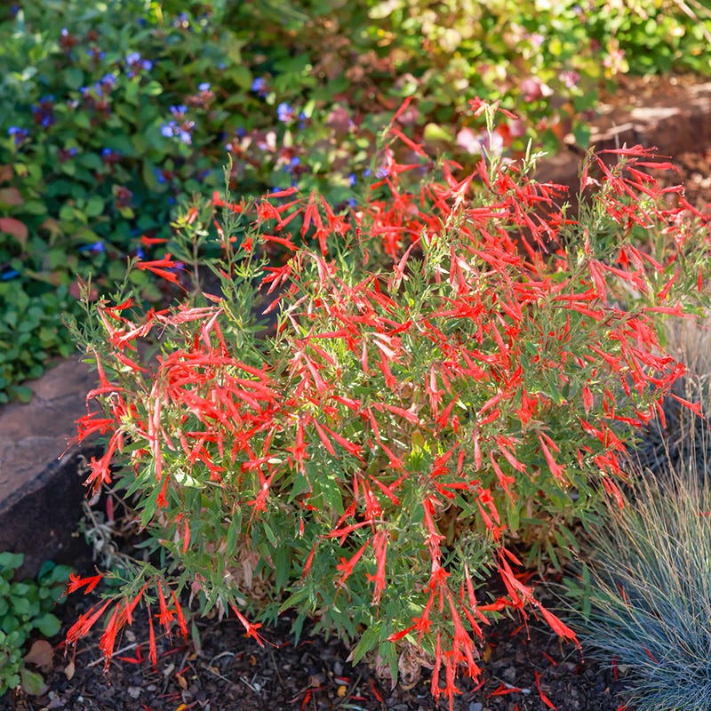 Native Southwest Songbird Pre-Planned Garden - Image 15