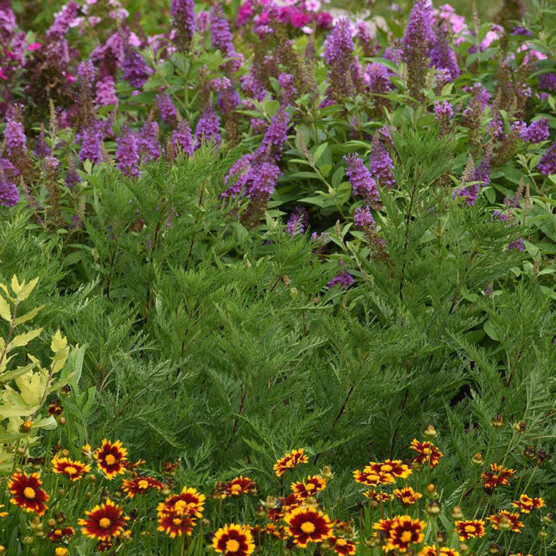 SunFern™ Arcadia Artemisia - Image 2