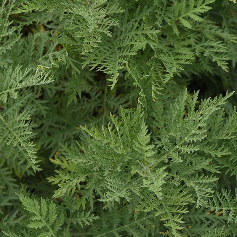 SunFern™ Arcadia Artemisia - Image 3