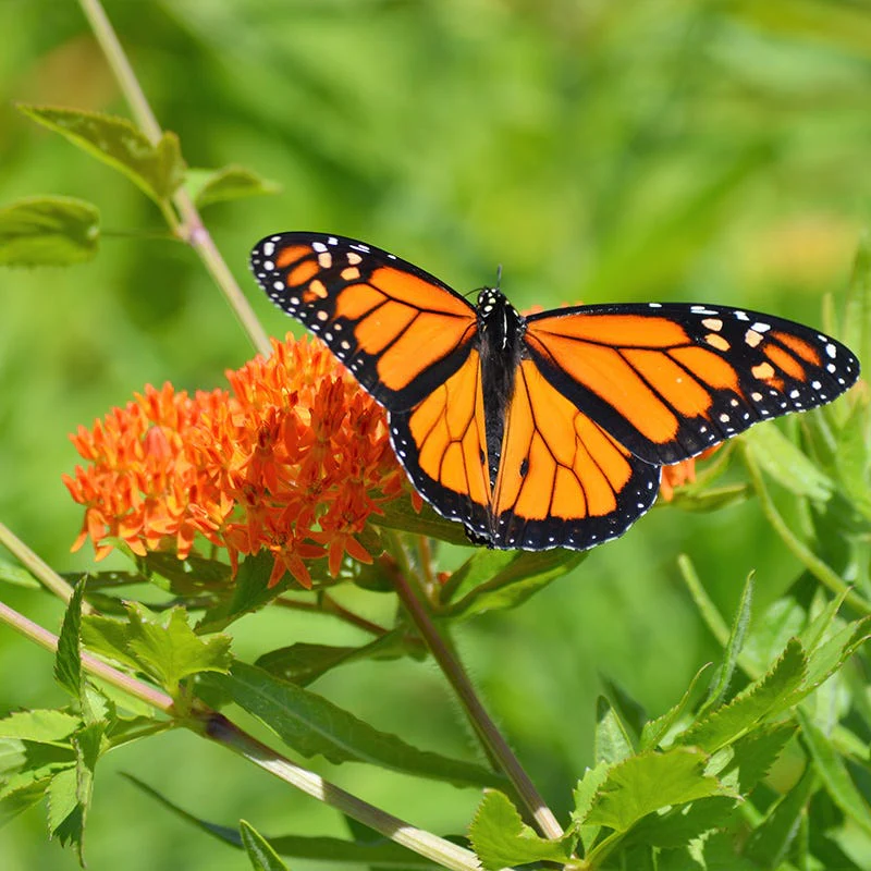 Butterfly Weed - Image 4