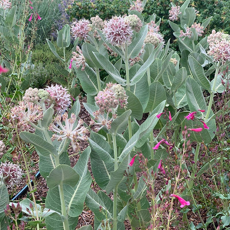Washington Perennial Collection - Image 3