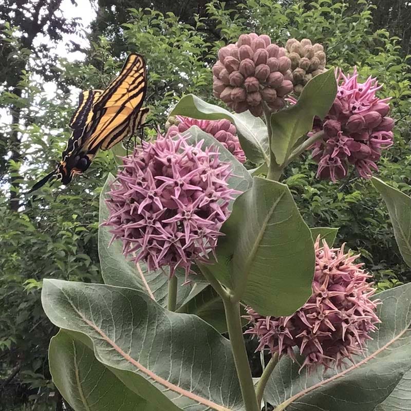 Showy Pink Milkweed - Image 5