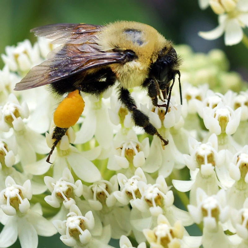 Ice Ballet Swamp Milkweed - Image 4