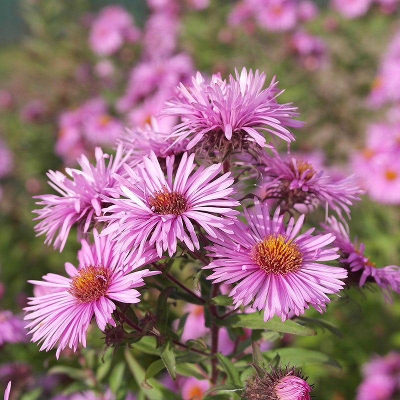 Superstar Aster Collection - Image 3