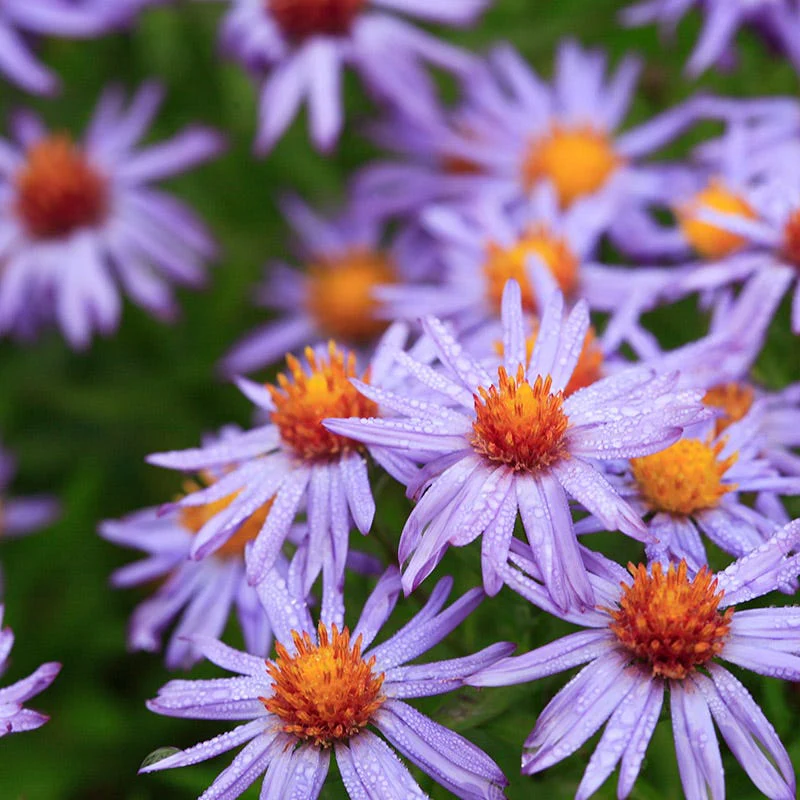 Superstar Aster Collection - Image 5