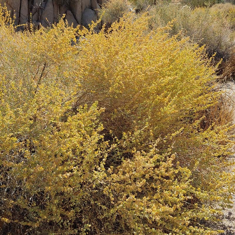 Fourwing Saltbush (Atriplex) - Image 3