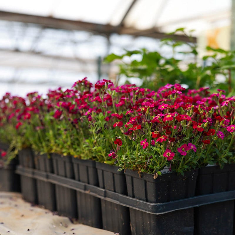 Axcent™ Burgundy Aubrieta - Image 3