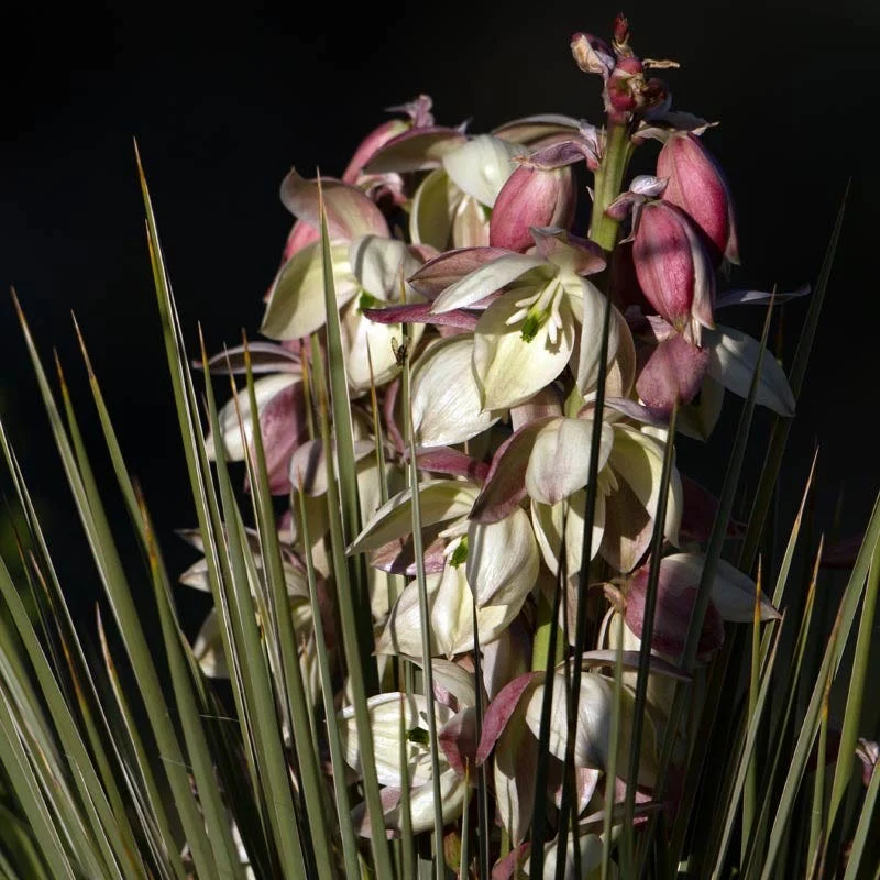 Banana Yucca - Image 3