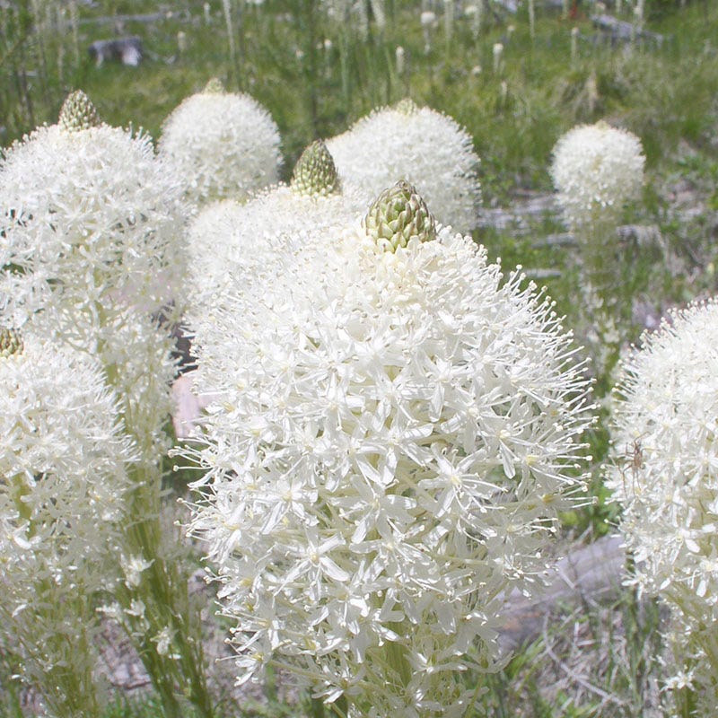 Bear Grass - Image 2