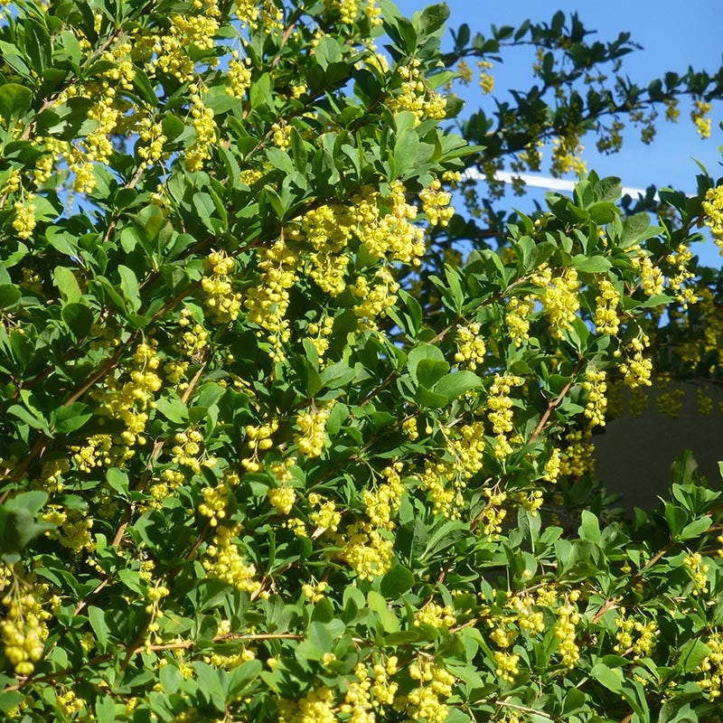 Fendler's Barberry (Berberis)