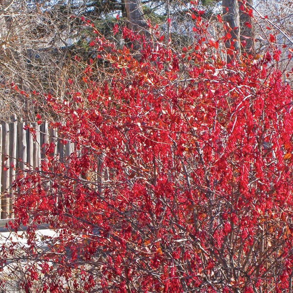 Fendler's Barberry (Berberis) - Image 4