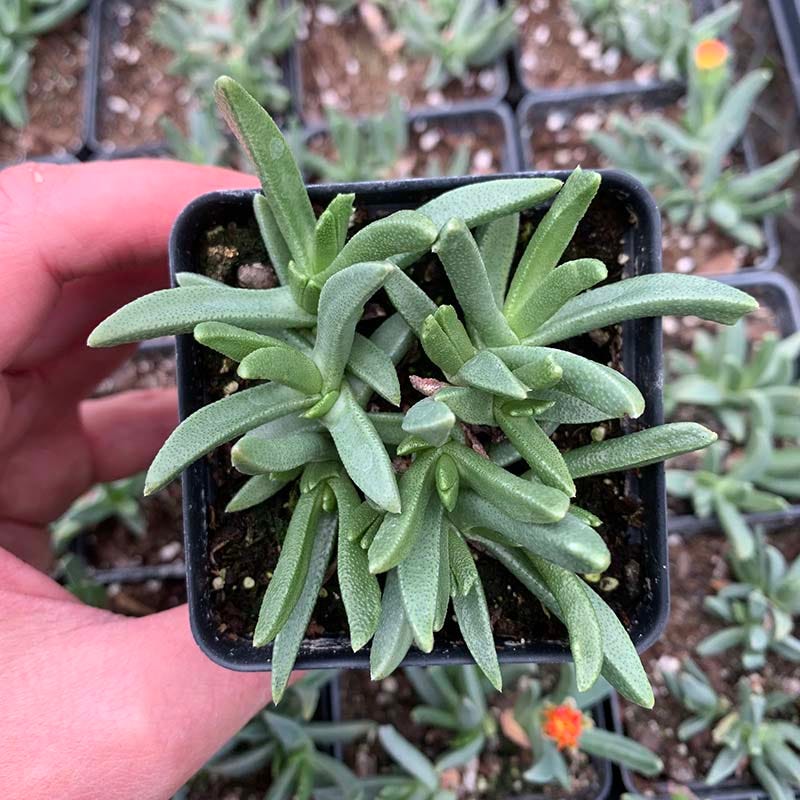 Yellow Flowered Ice Plant (Bergeranthus) - Image 2