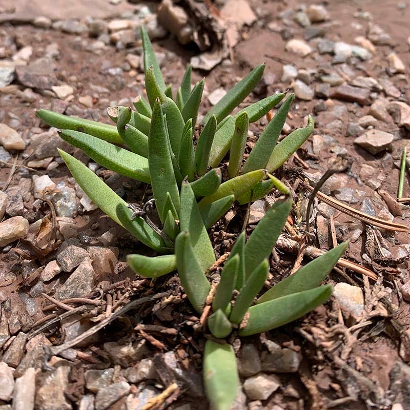 Yellow Flowered Ice Plant (Bergeranthus) - Image 3