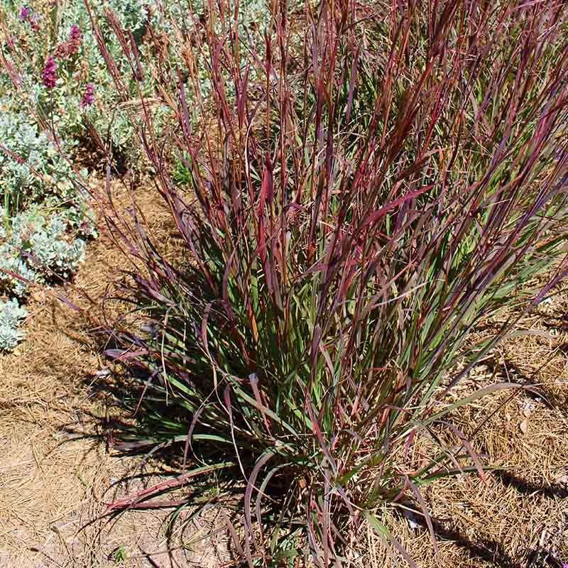 Ladybug Red Big Bluestem Grass - Image 2
