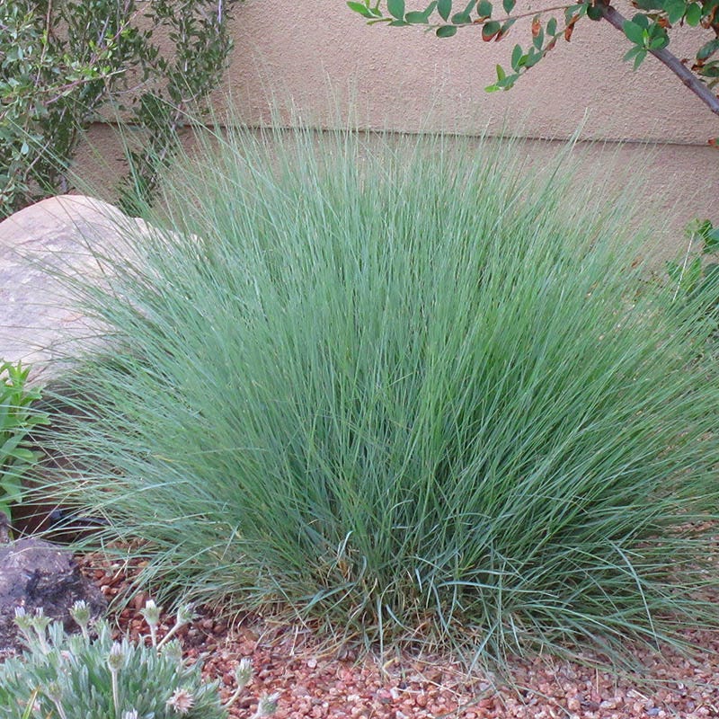 Blonde Ambition Blue Grama Grass - Image 3