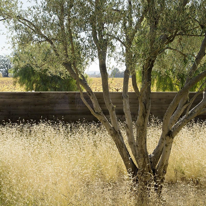 Blonde Ambition Blue Grama Grass - Image 5