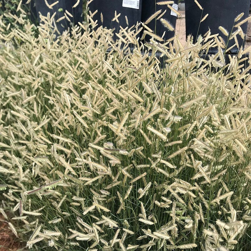Rocky Mountain Native Pre-Planned Pocket Garden - Image 11