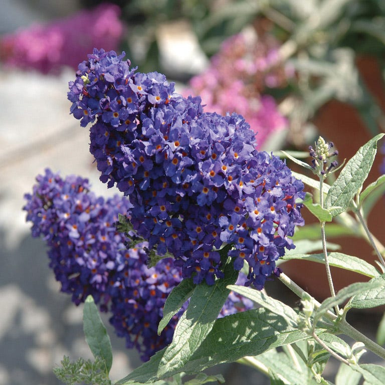 Buzz® Midnight Butterfly Bush (Buddleia) - Image 2