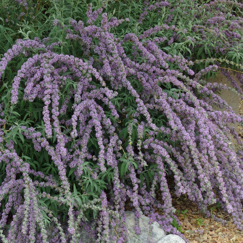 Silver Fountain Butterfly Bush - Image 2