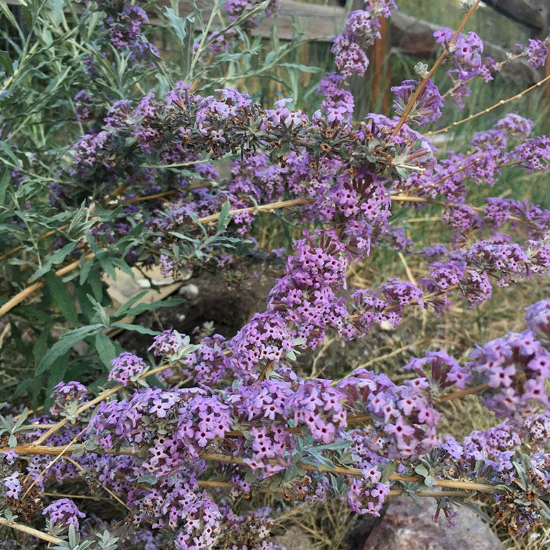 Silver Fountain Butterfly Bush - Image 4