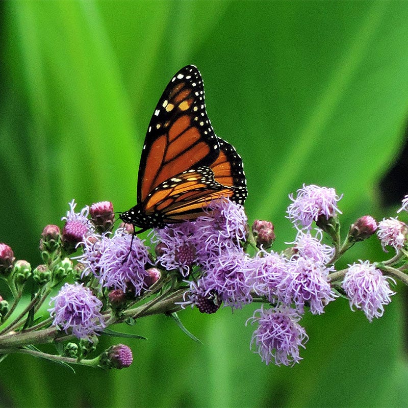 Butterfly & Bee-Friendly Collection For The West - Image 4