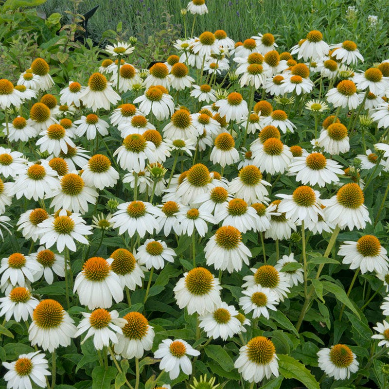 Butterfly Paradise Pre-Planned Cottage Garden - Image 6