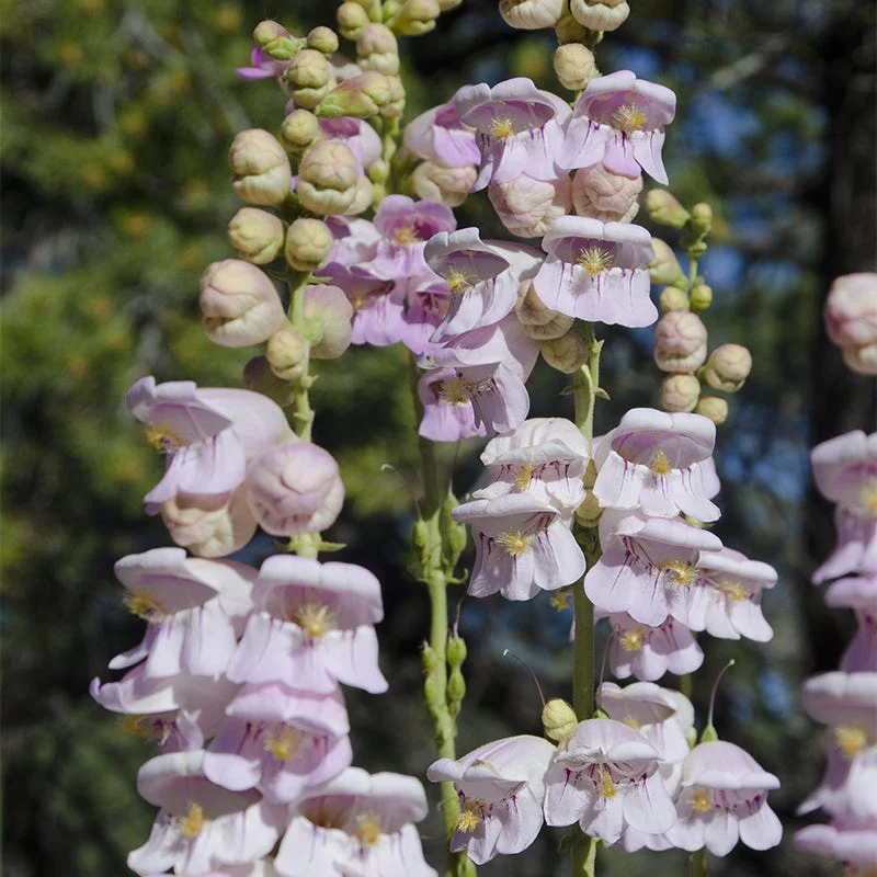 Western Native Penstemon Collection - Image 3