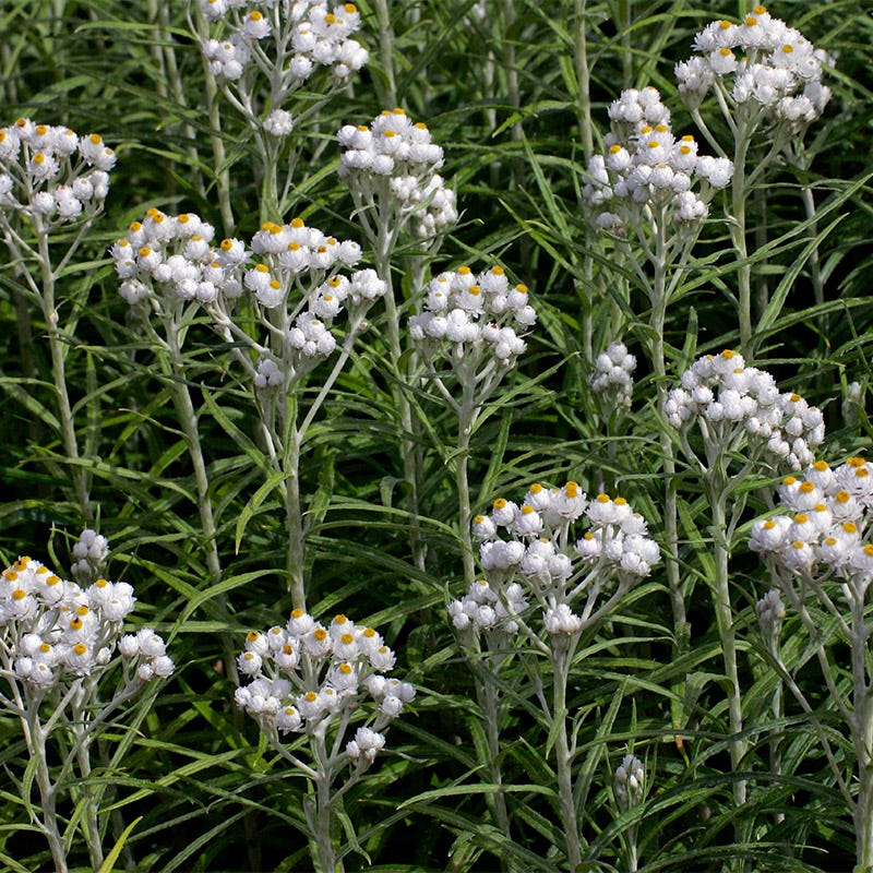 Fall Finale Pollinator Pre-Planned Garden - Image 13