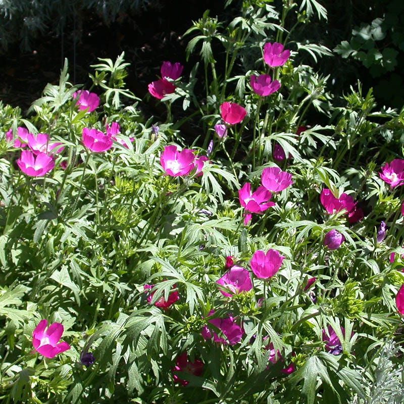 Purple Poppy Mallow (Callirhoe) - Image 3