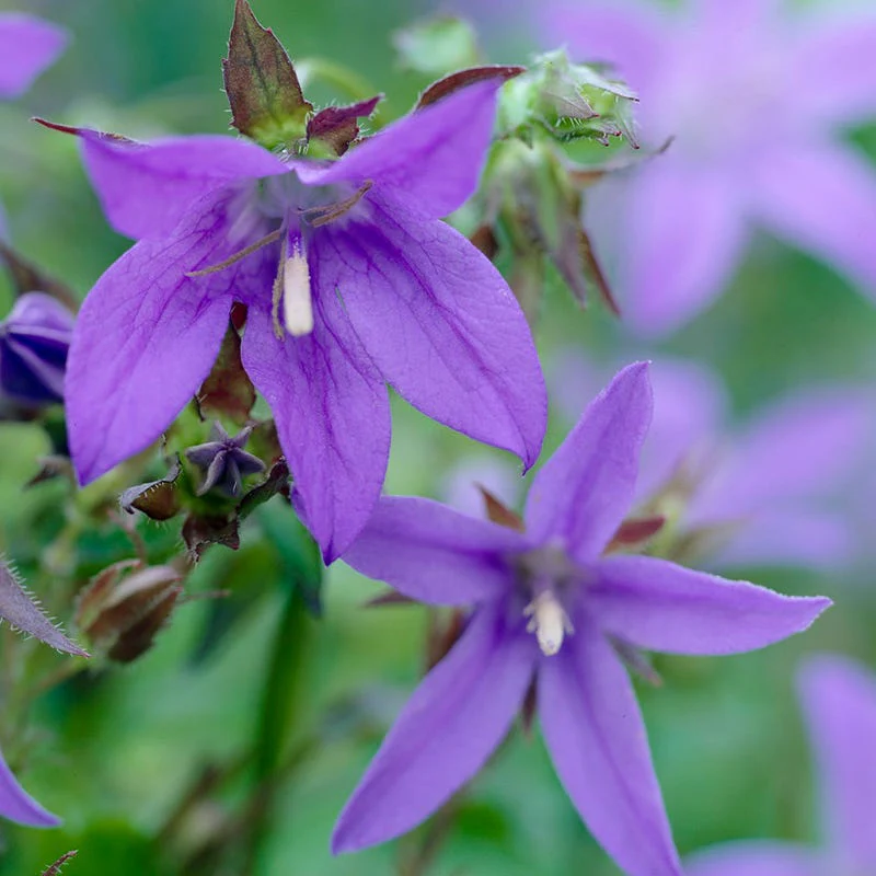 Blue Waterfall Bellflower (Campanula) - Image 2