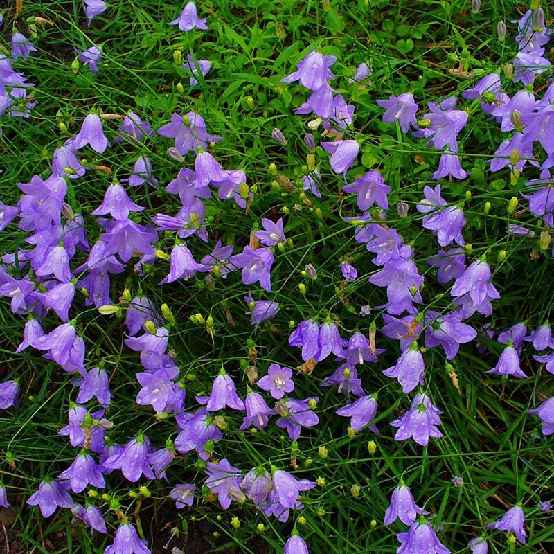 Thumbell™ Blue Bellflower (Campanula) - Image 3