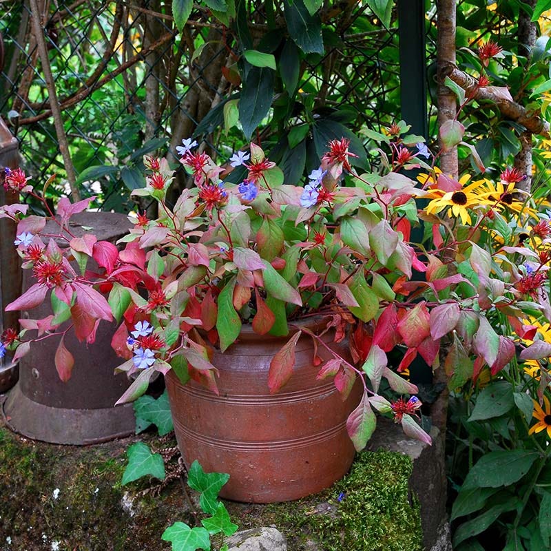 Chinese Plumbago (Ceratostigma) - Image 3