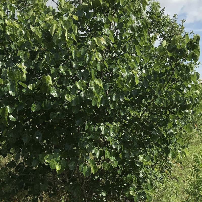Texas Redbud (Cercis) - Image 3