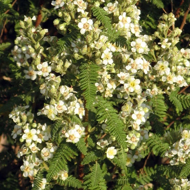 Fernbush (Chamaebatiaria) - Image 2