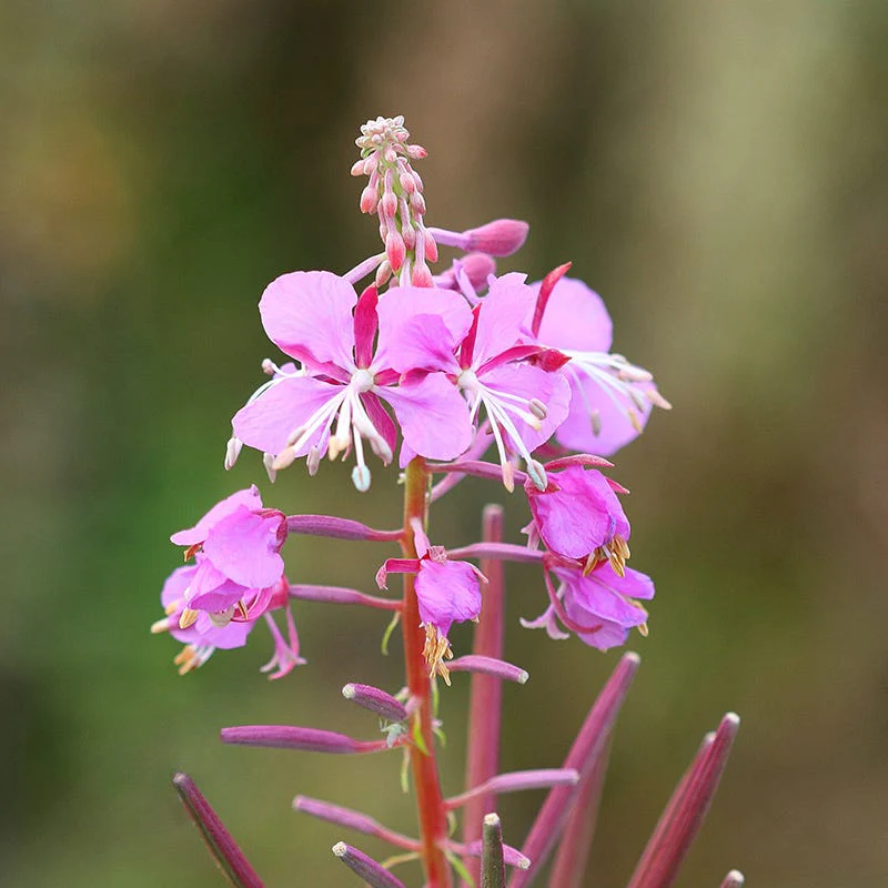 Fireweed - Image 3
