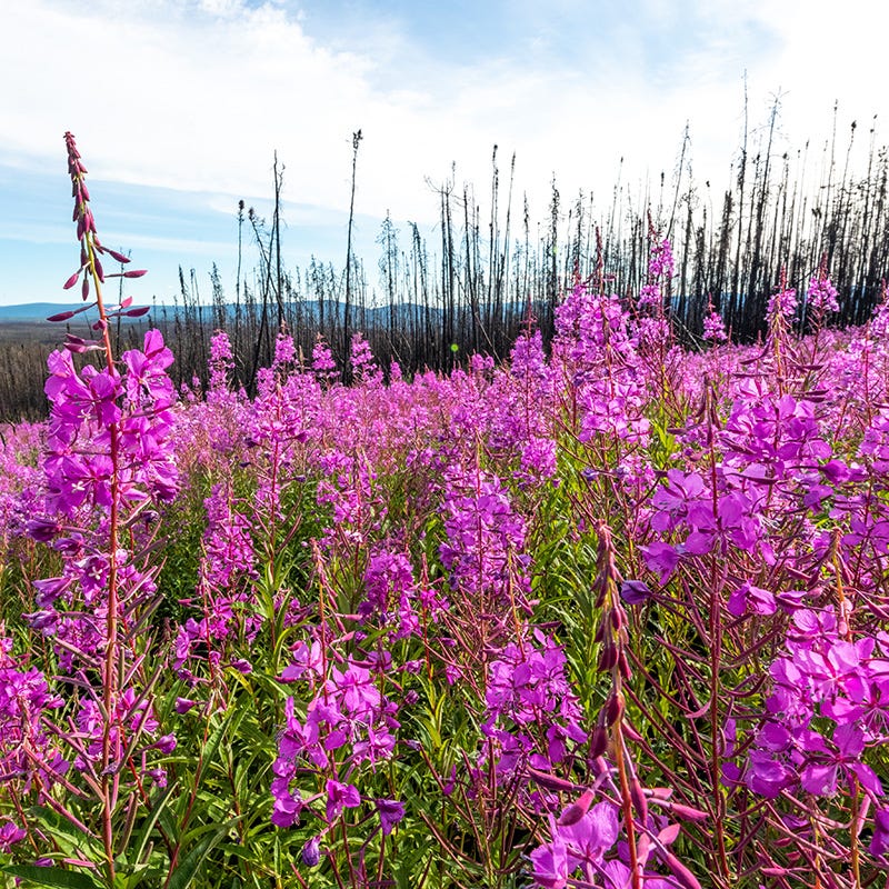 Fireweed - Image 4