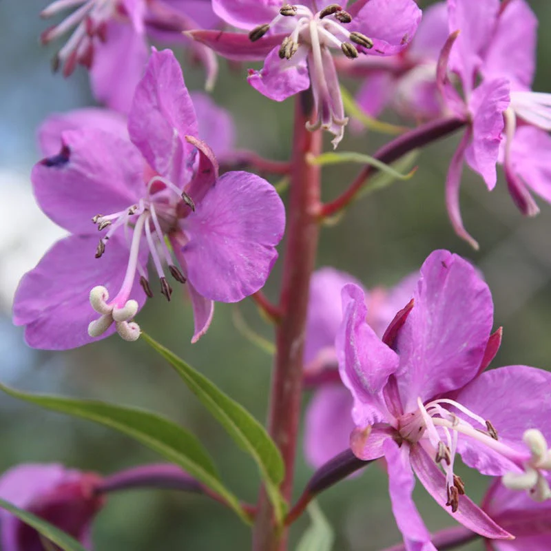 Fireweed - Image 5
