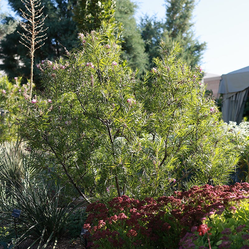 Conchas Dam Pink Desert Willow - Image 2