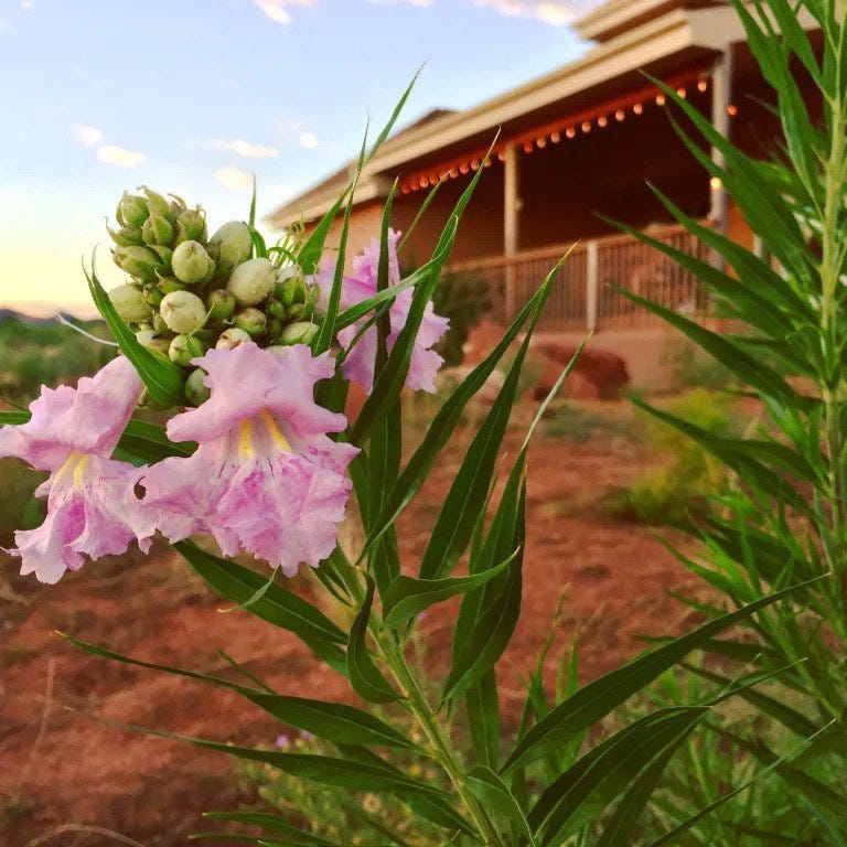 Conchas Dam Pink Desert Willow - Image 4