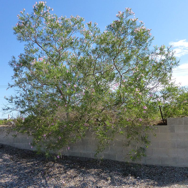 FlowerKisser® Everpink Desert Willow - Image 2