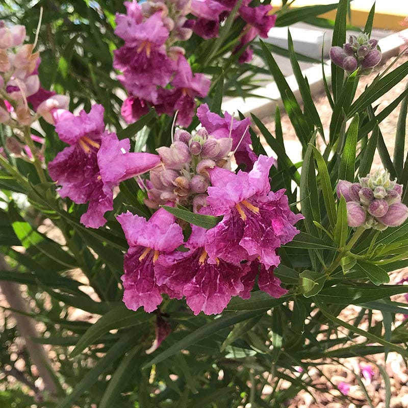 Purple Splendor Desert Willow - Image 2