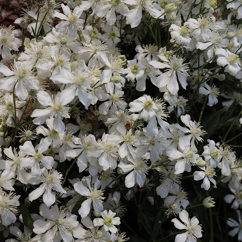 Mongolian Snowflakes (Clematis) - Image 2