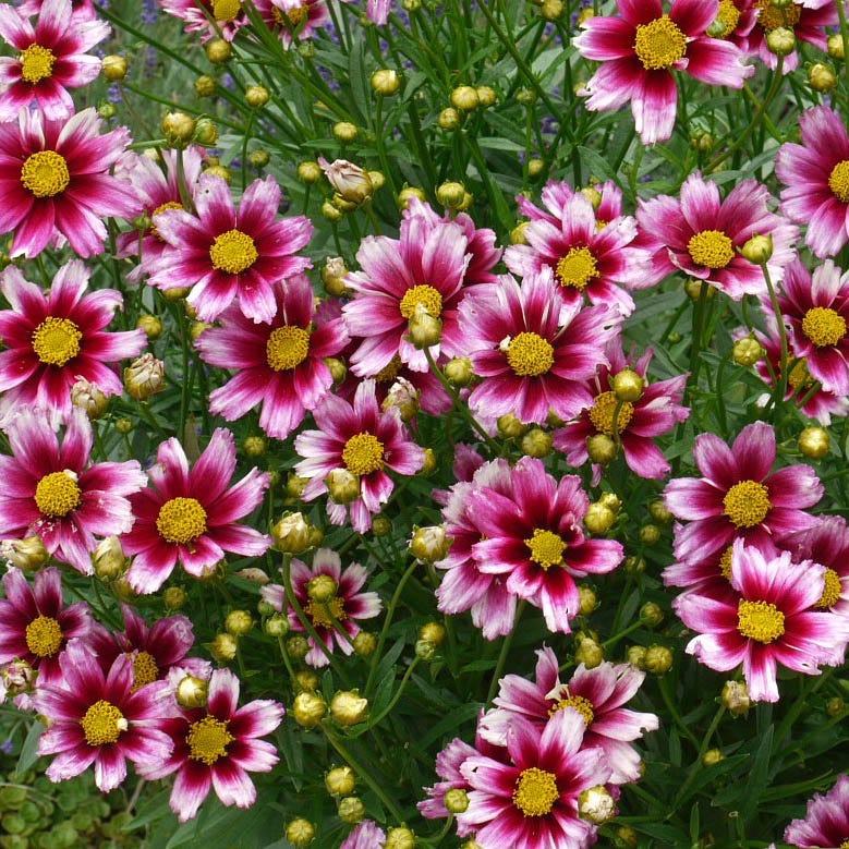 Li'l Bang™ Starstruck Coreopsis - Image 2