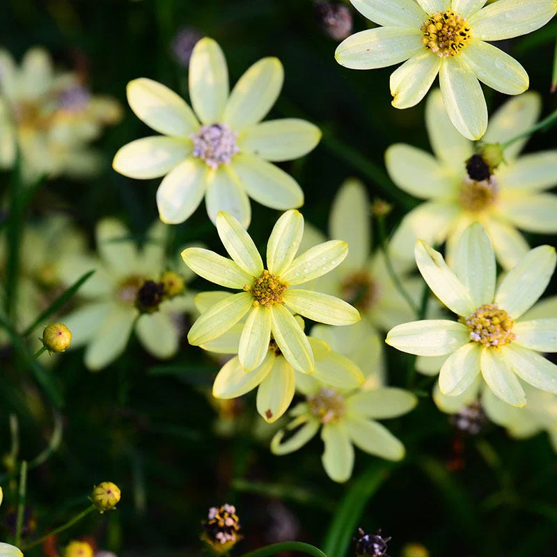 Moonbeam Coreopsis - Image 3