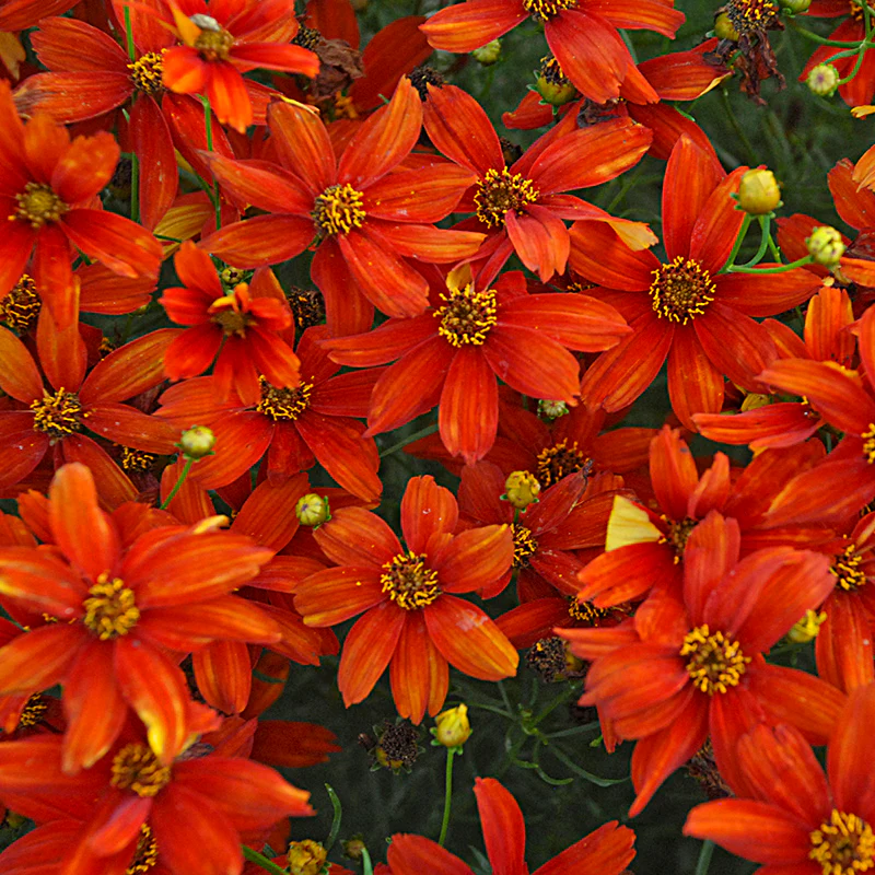 Sizzle & Spice® Crazy Cayenne Coreopsis