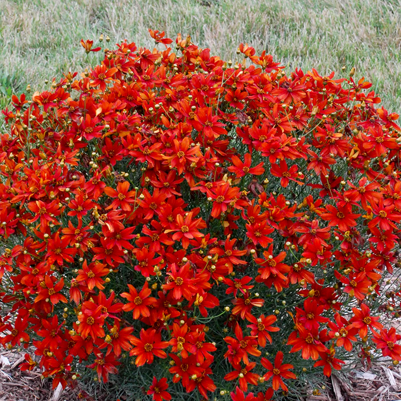 Sizzle & Spice® Crazy Cayenne Coreopsis - Image 2