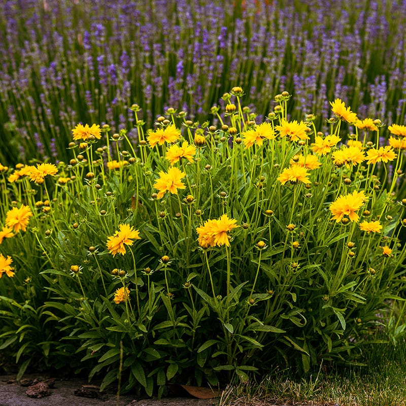 Sunray Coreopsis - Image 2