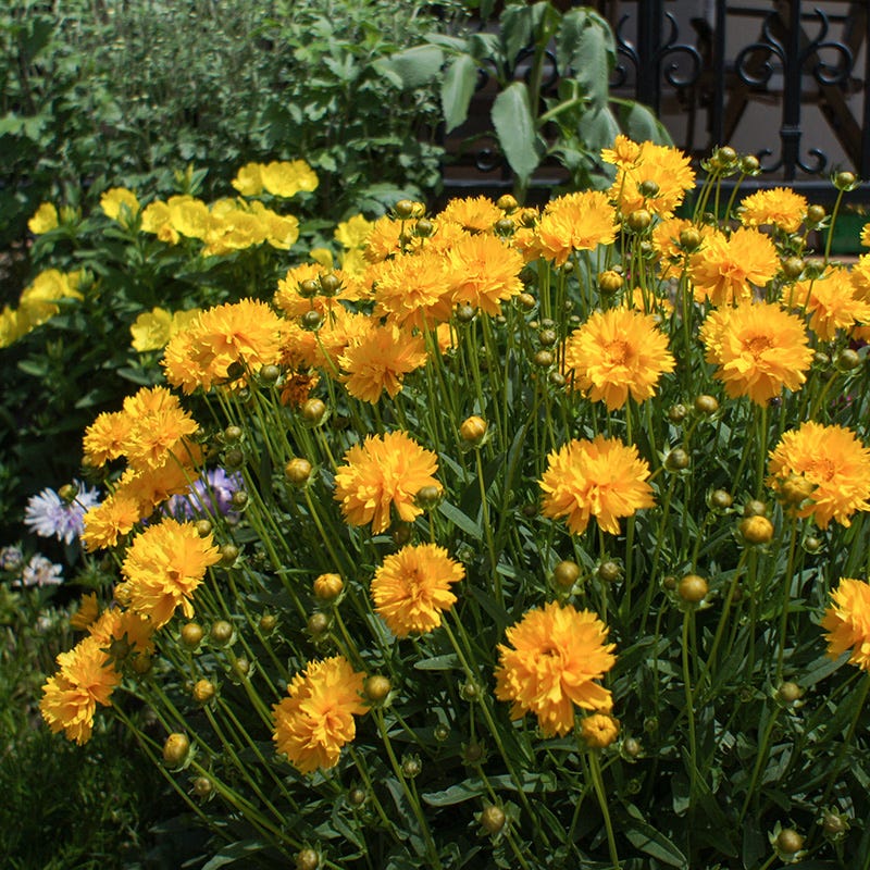 Sunray Coreopsis - Image 4