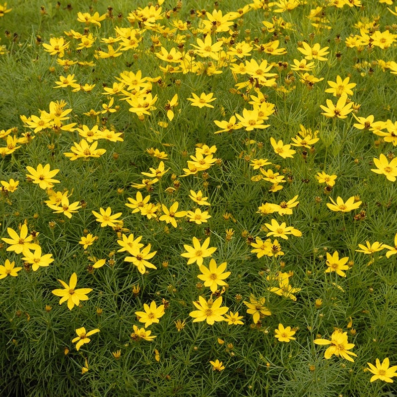Zagreb Coreopsis - Image 2